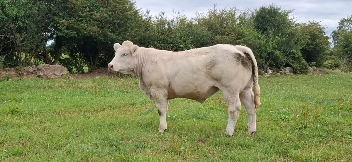 Pedigree Charolais heifer - Image 1