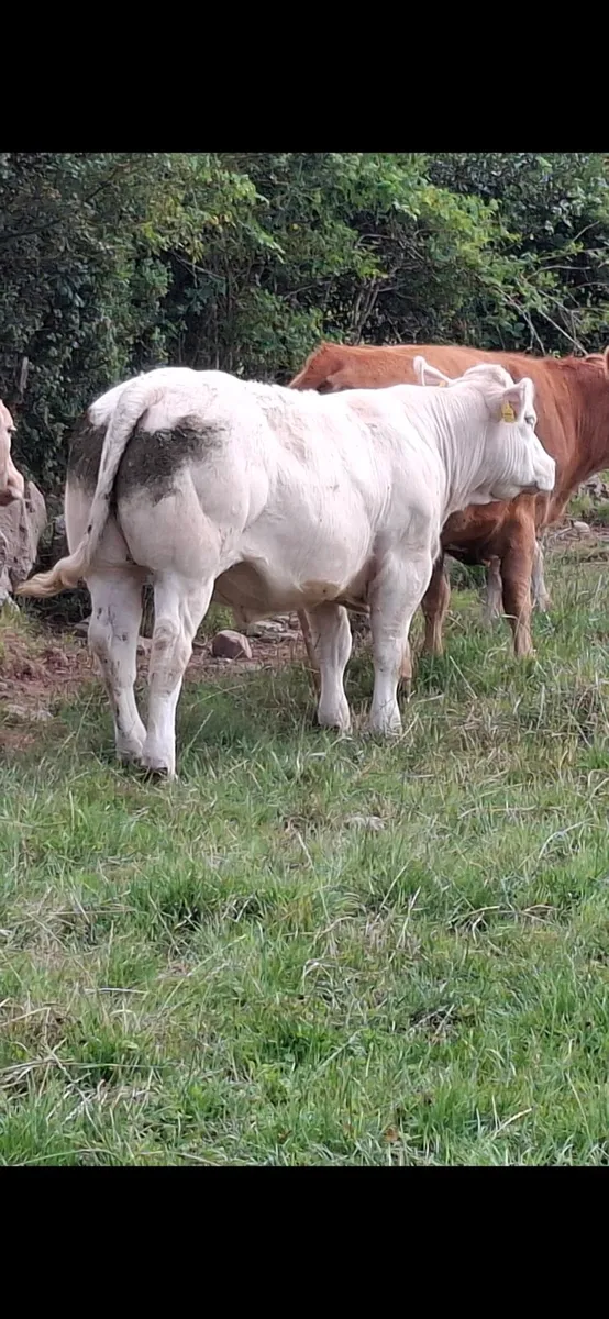 Pedigree Charolais heifer - Image 2