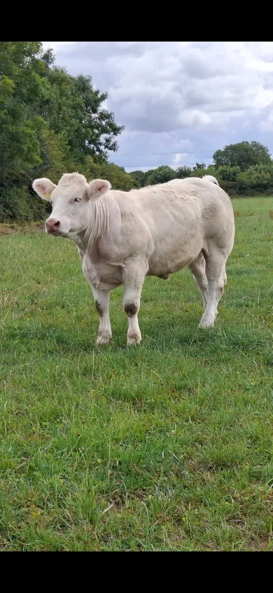 Pedigree Charolais heifer - Image 3
