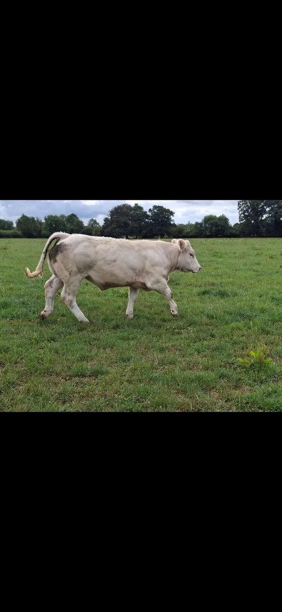 Pedigree Charolais heifer - Image 4