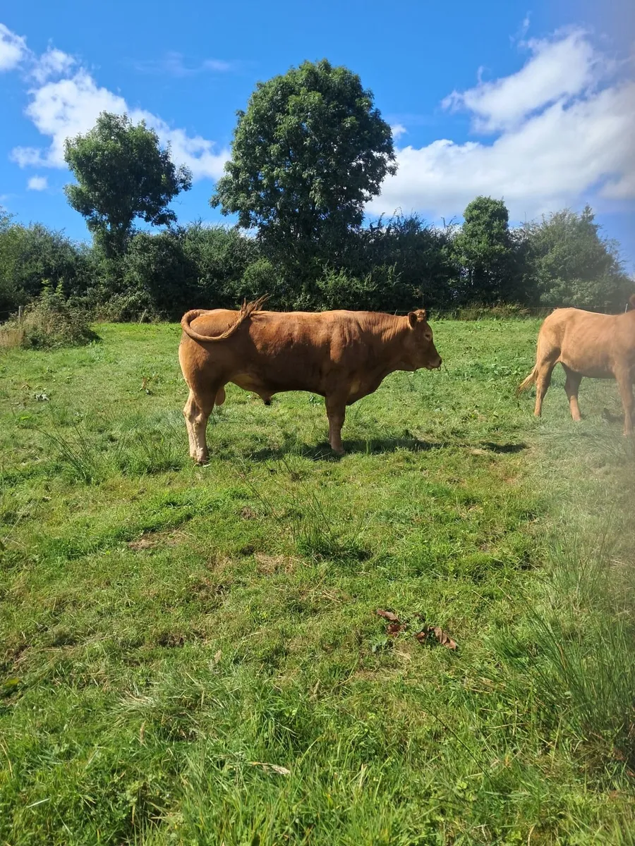 Limousine  Bull - Image 2