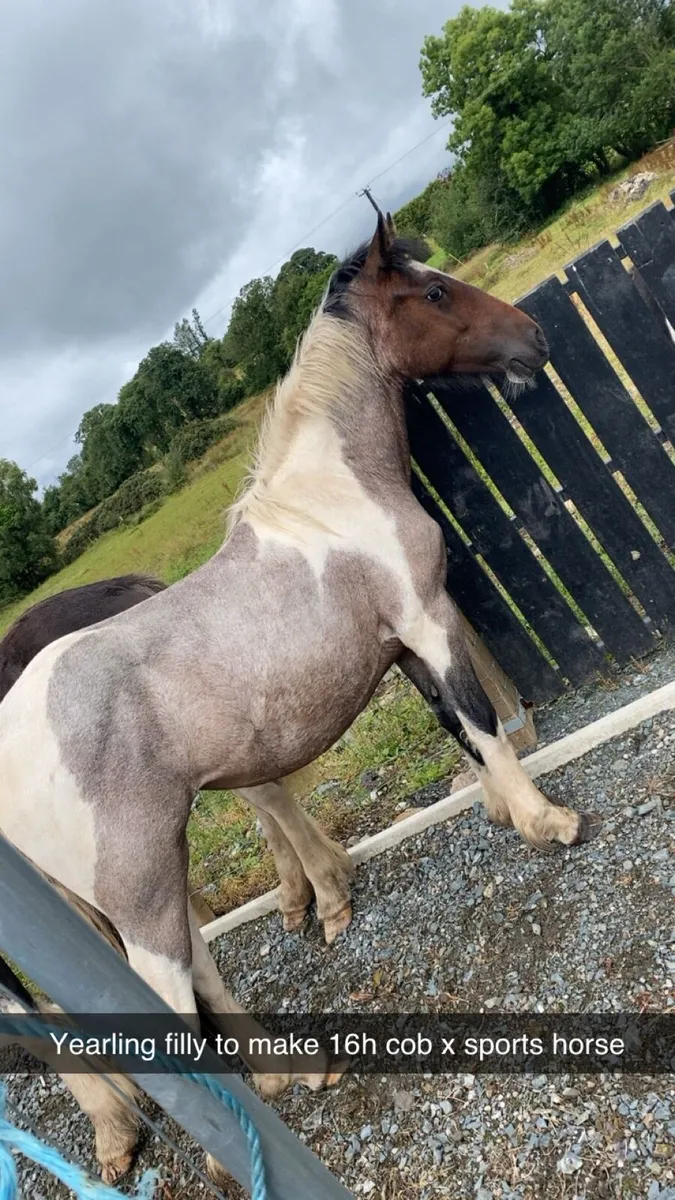 Two home bred cob filly’s to make 16h - Image 1