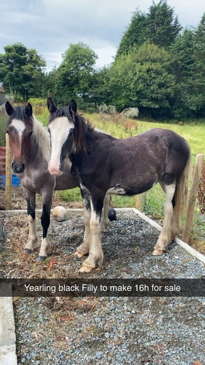 Two home bred cob filly’s to make 16h - Image 2