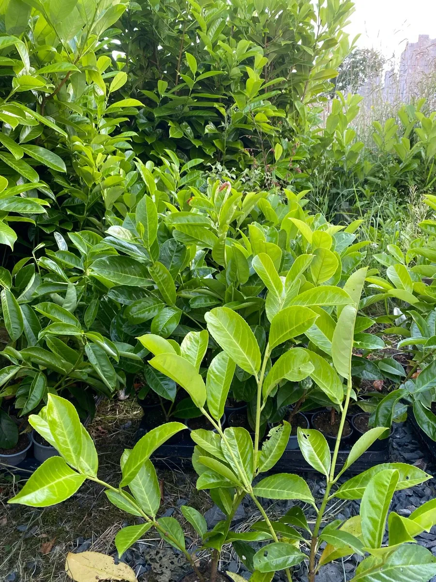 Laurel hedging 1.5 foot tall - Image 3