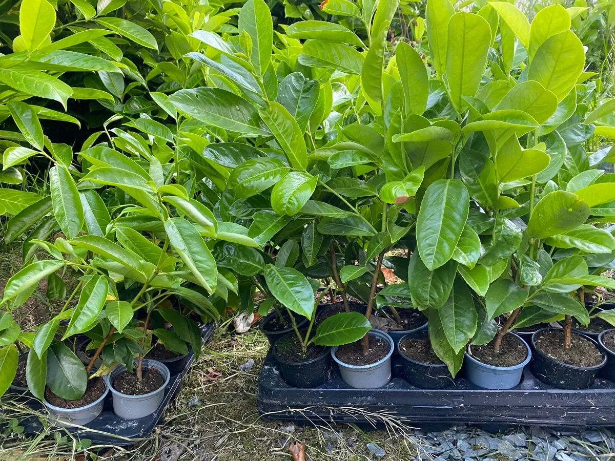 Laurel hedging 1.5 foot tall - Image 4