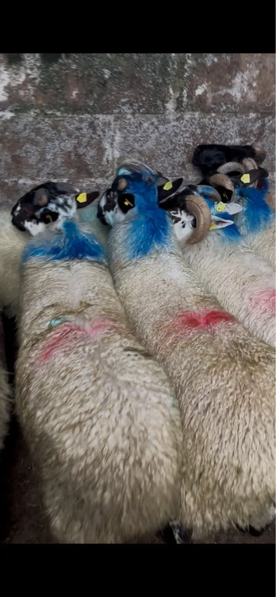 50 stores 🐏 - Image 1