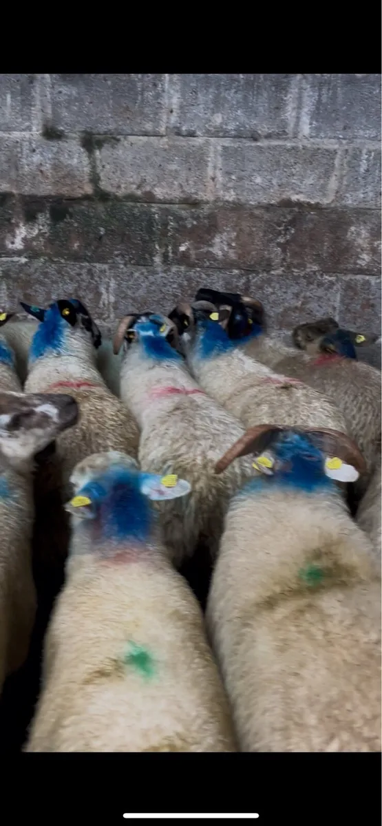 50 stores 🐏 - Image 2