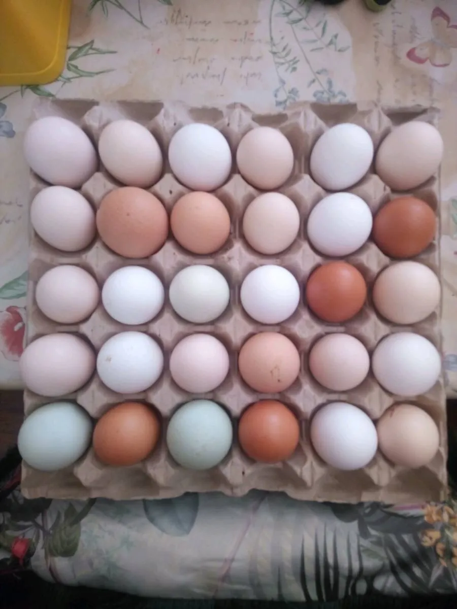 3 week old chick's /Hatching eggs/Drake's - Image 4
