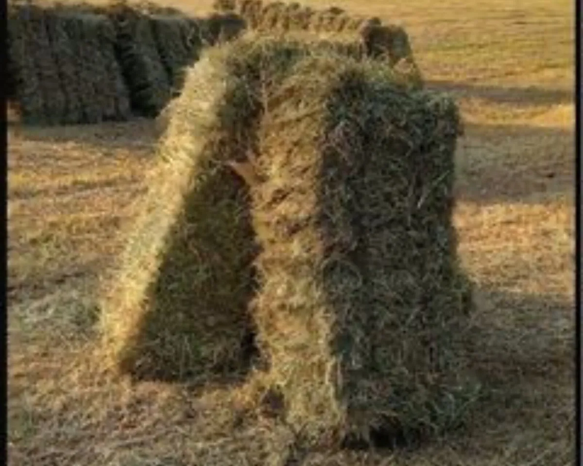 Square bales off hay