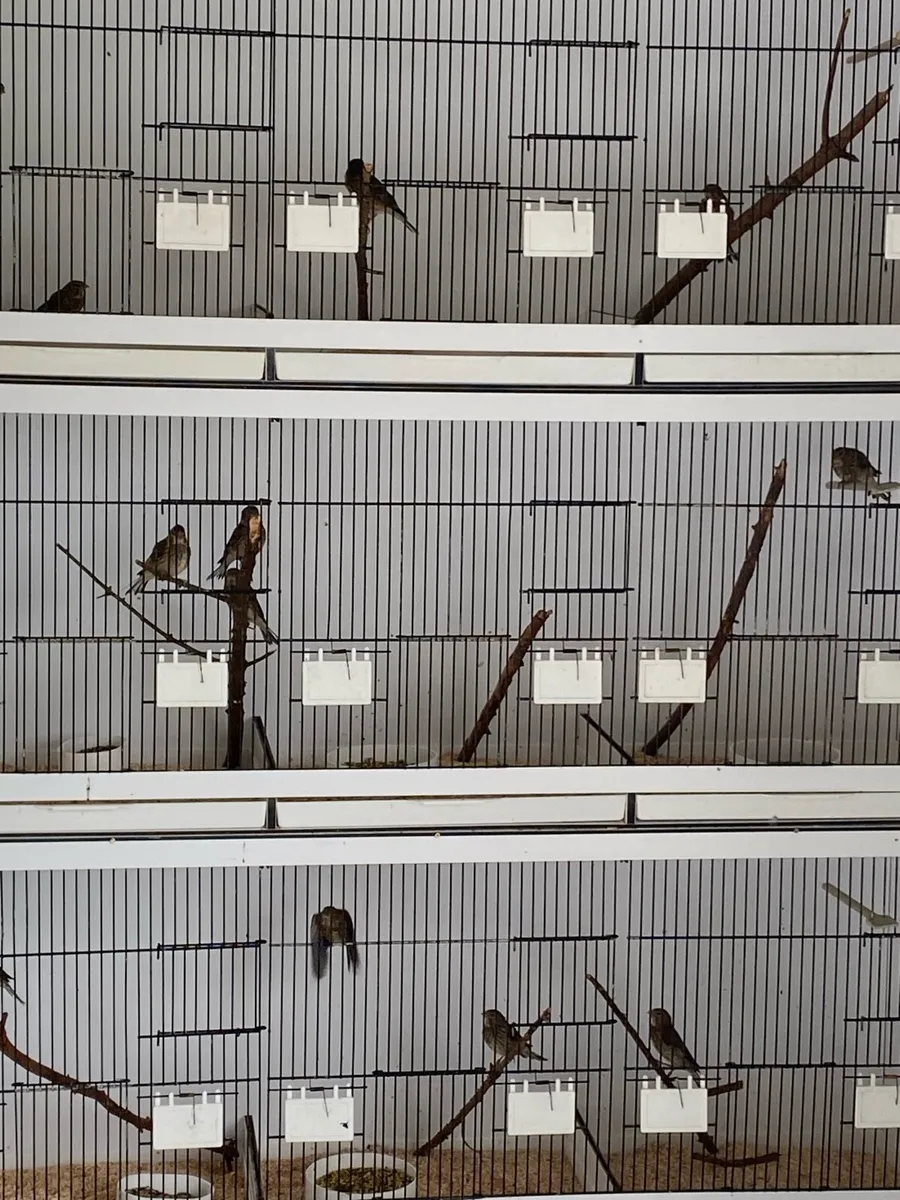 Cages - Image 2