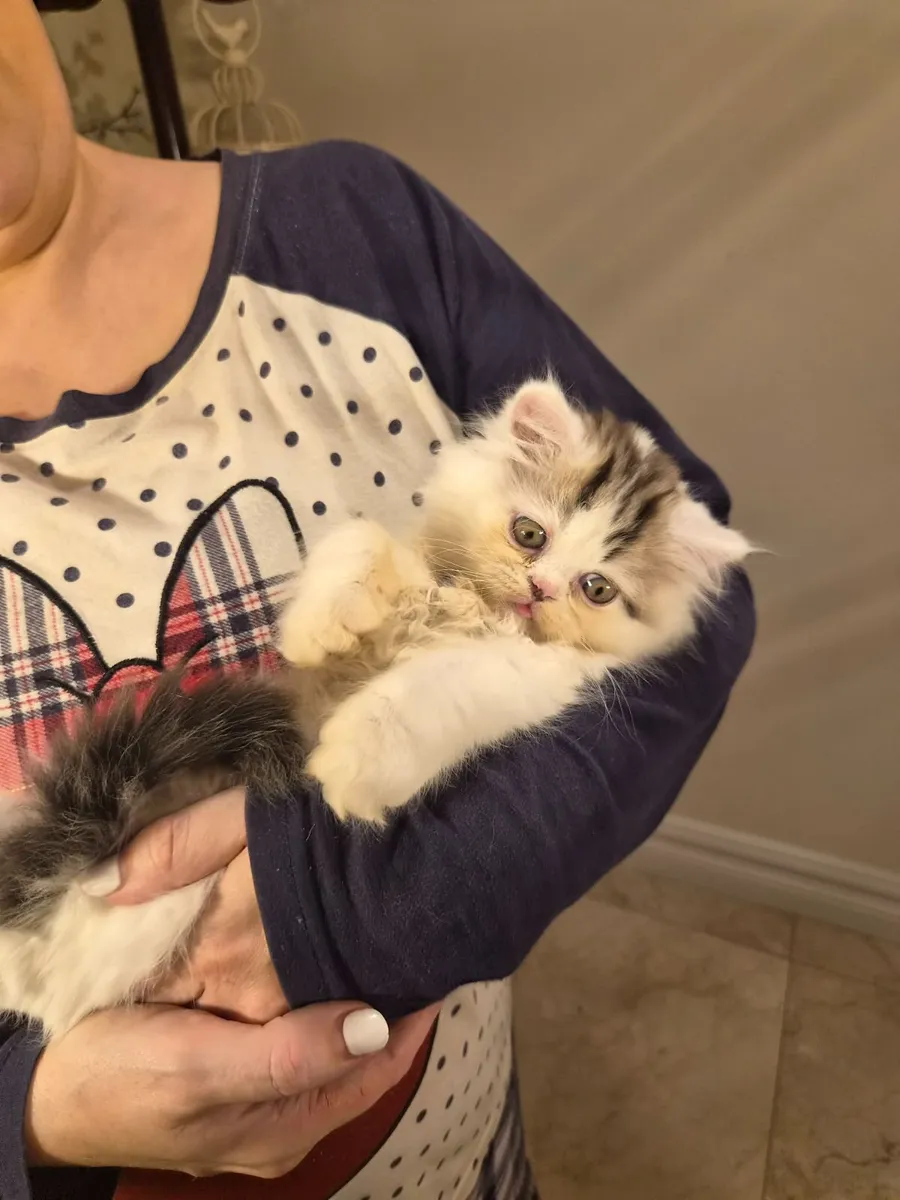 Long haired Kitten- Last one!