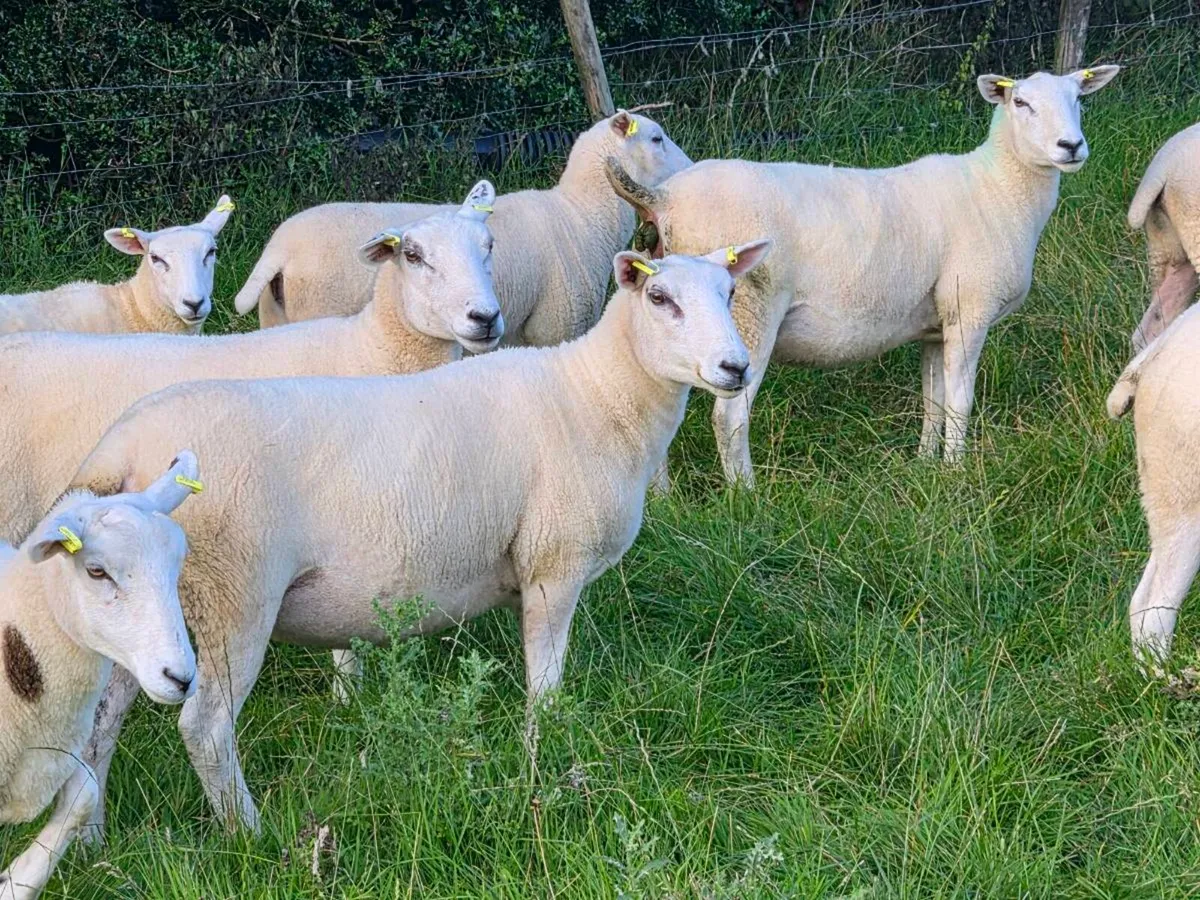 LLEYN HOGGETS - Image 3