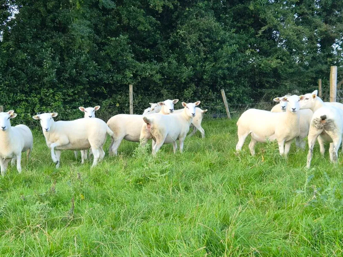 LLEYN HOGGETS - Image 2