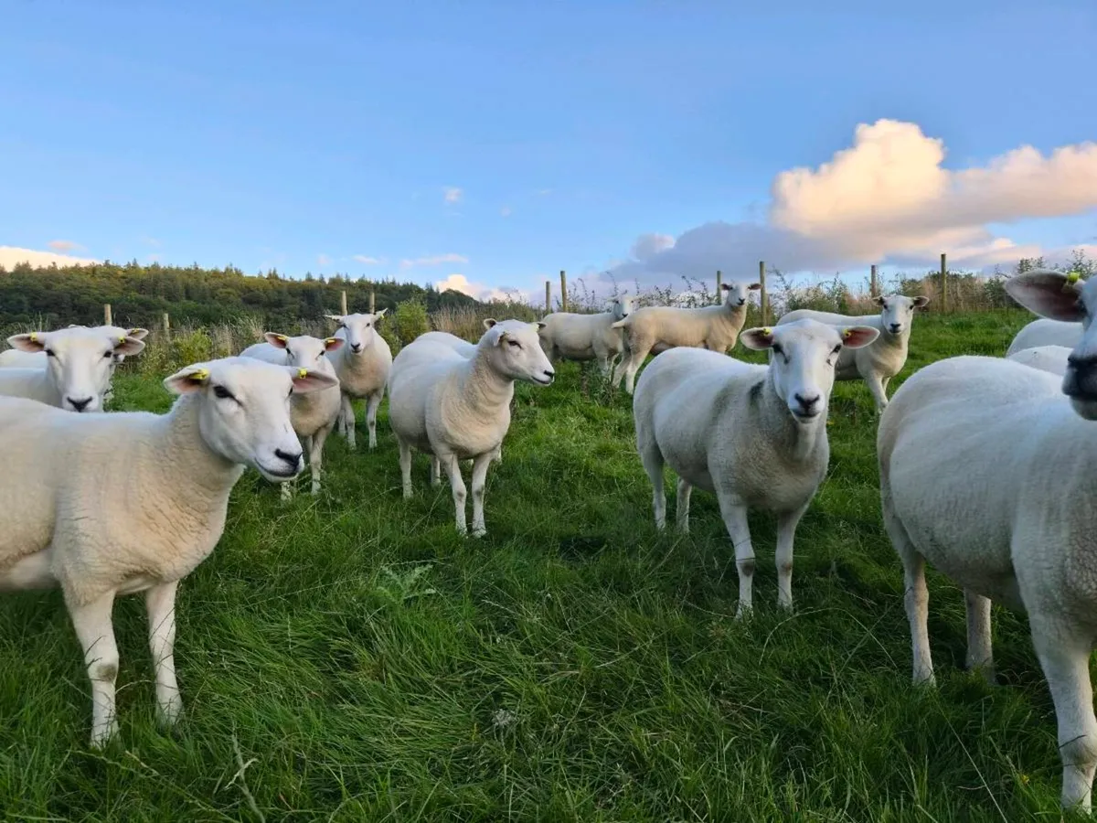 LLEYN HOGGETS - Image 4