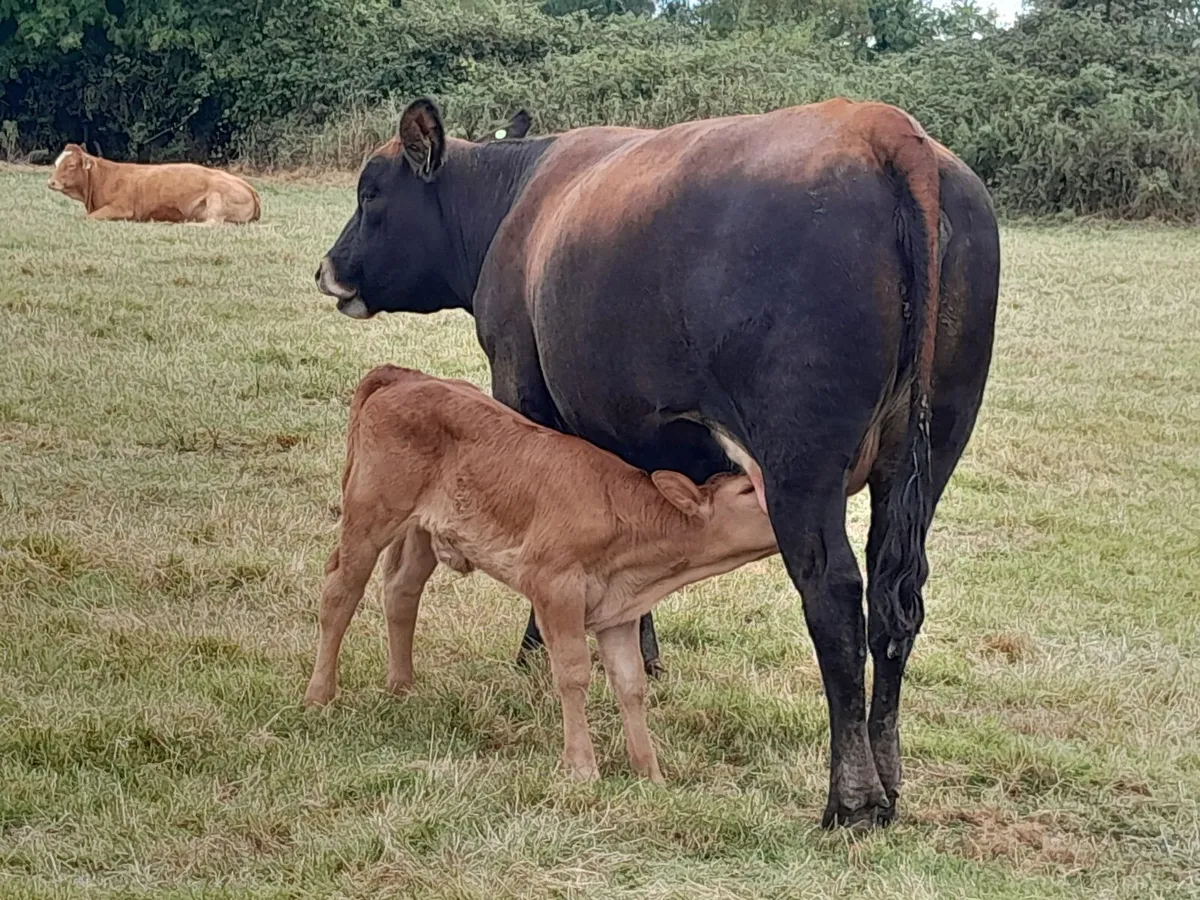 Sucklers First Calvers - Image 1