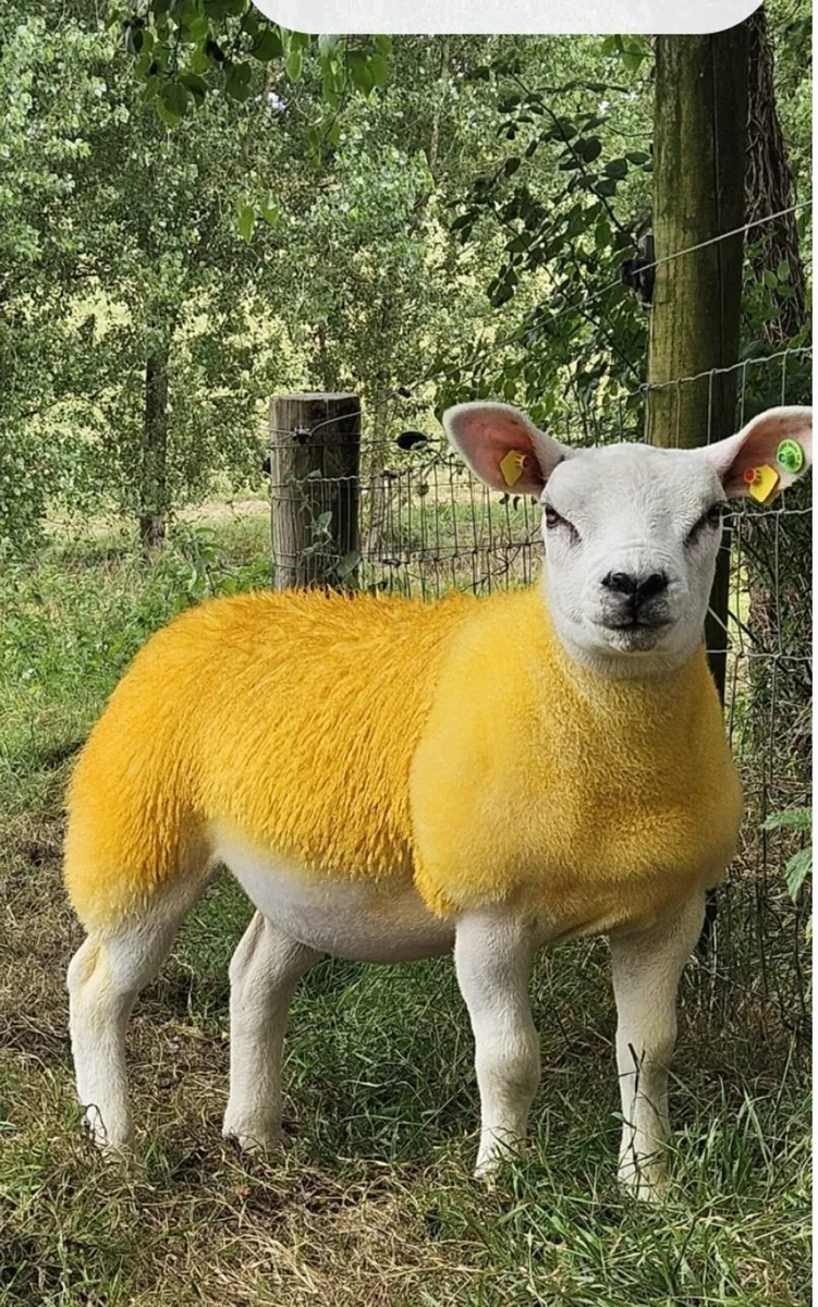 Texel Pedigree Registed Ewe Lambs for breeding - Image 1