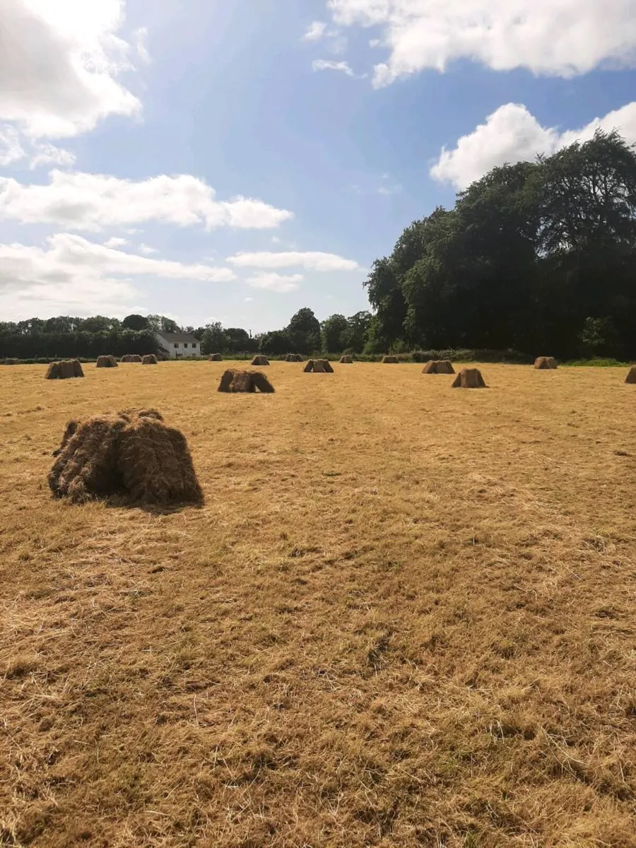 Square bales of hay - Image 1