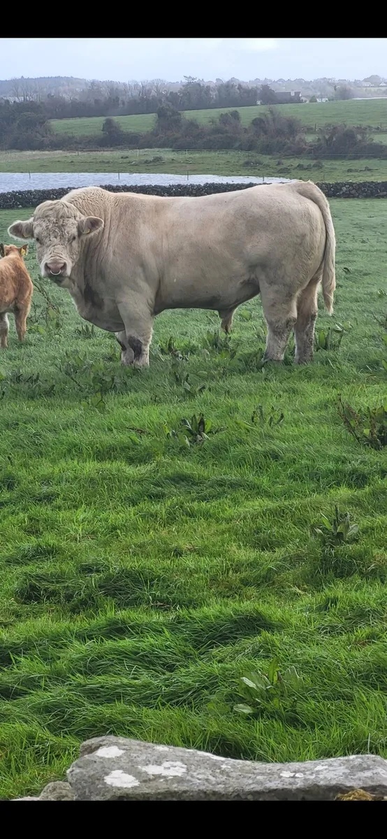 Pedigree Registered Charolais bulls for sale - Image 4