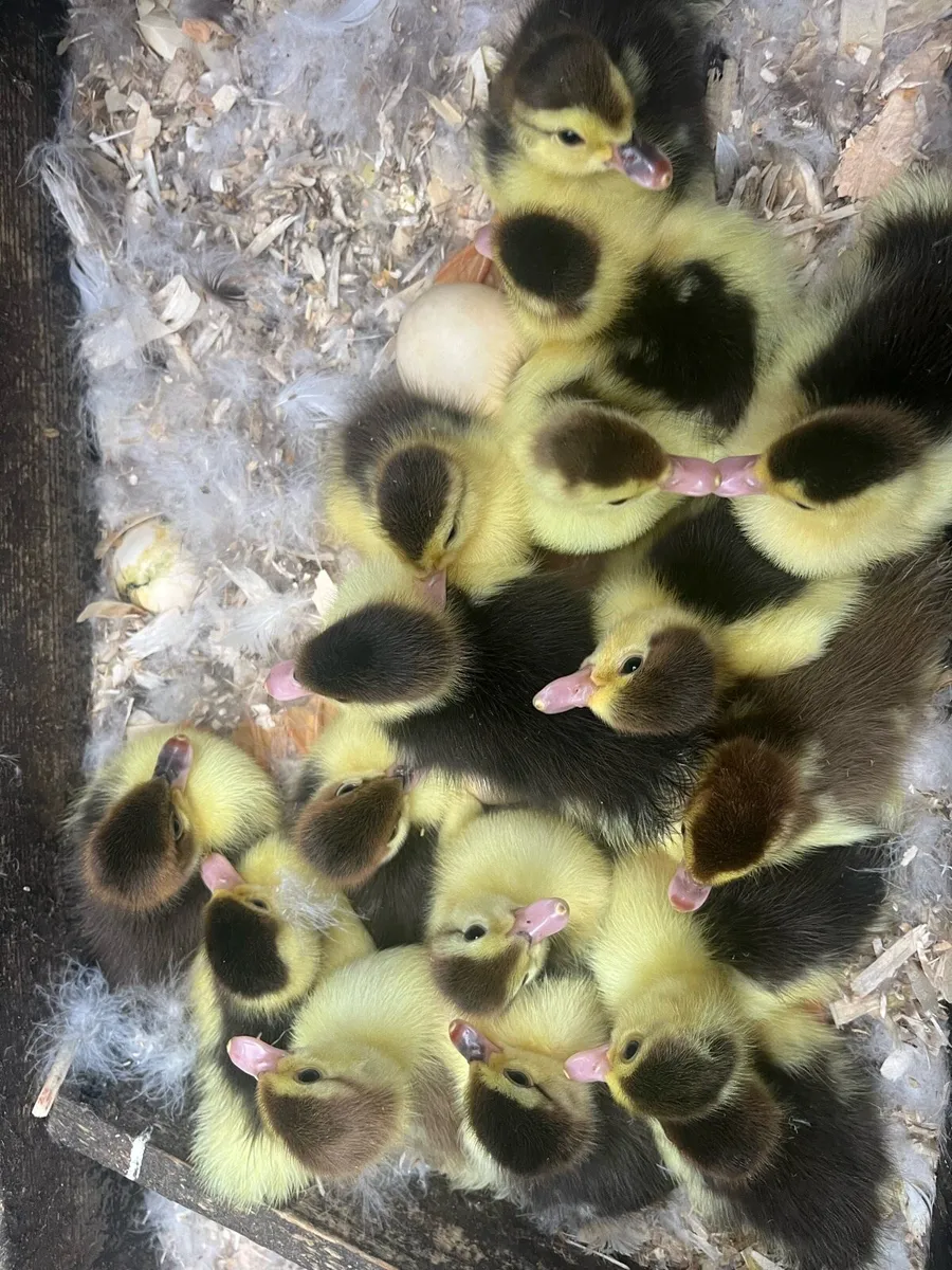 Muscovy ducklings £10 each. Other breeds - Image 1