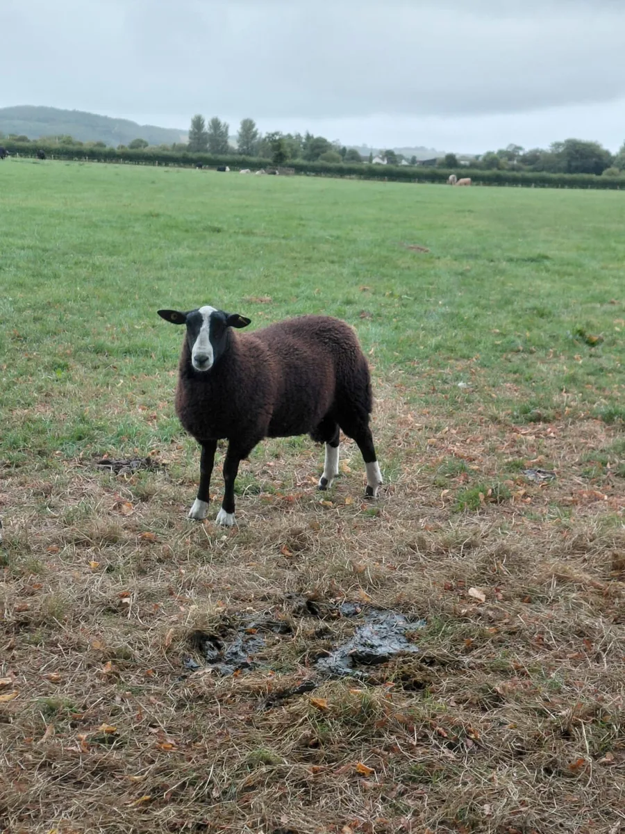 Purebred Pedigree Zwartable Ram Lamb - Image 2