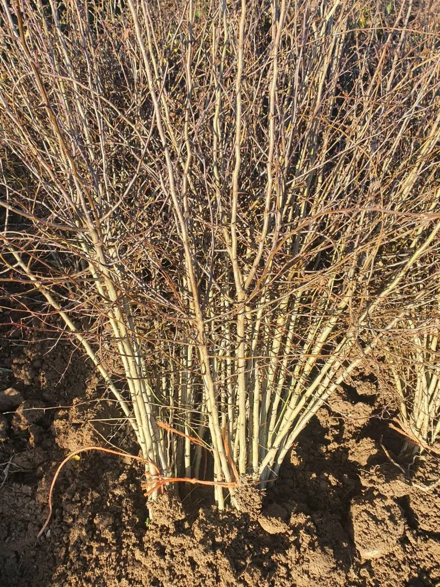 IRISH GROWN WHITETHORN QUICKS FOR SALE. - Image 1