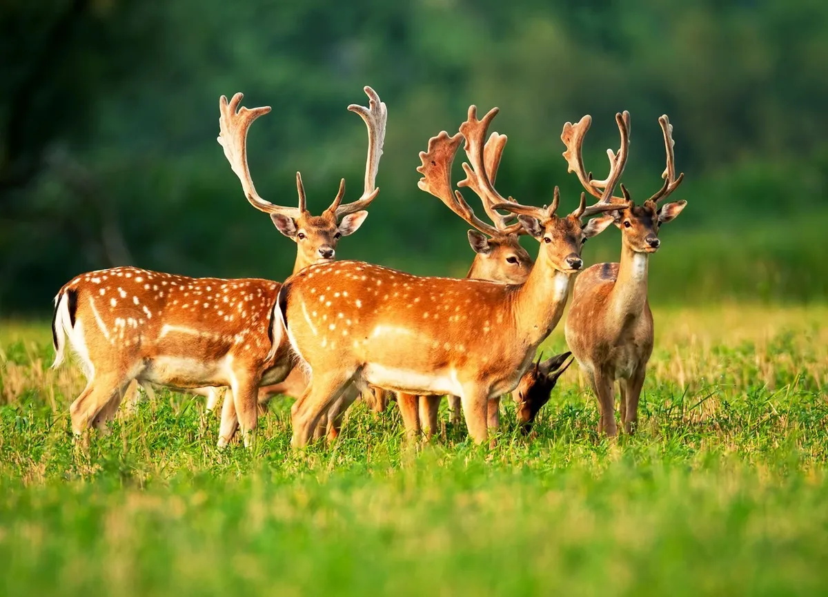 Deer Management Service - Image 2