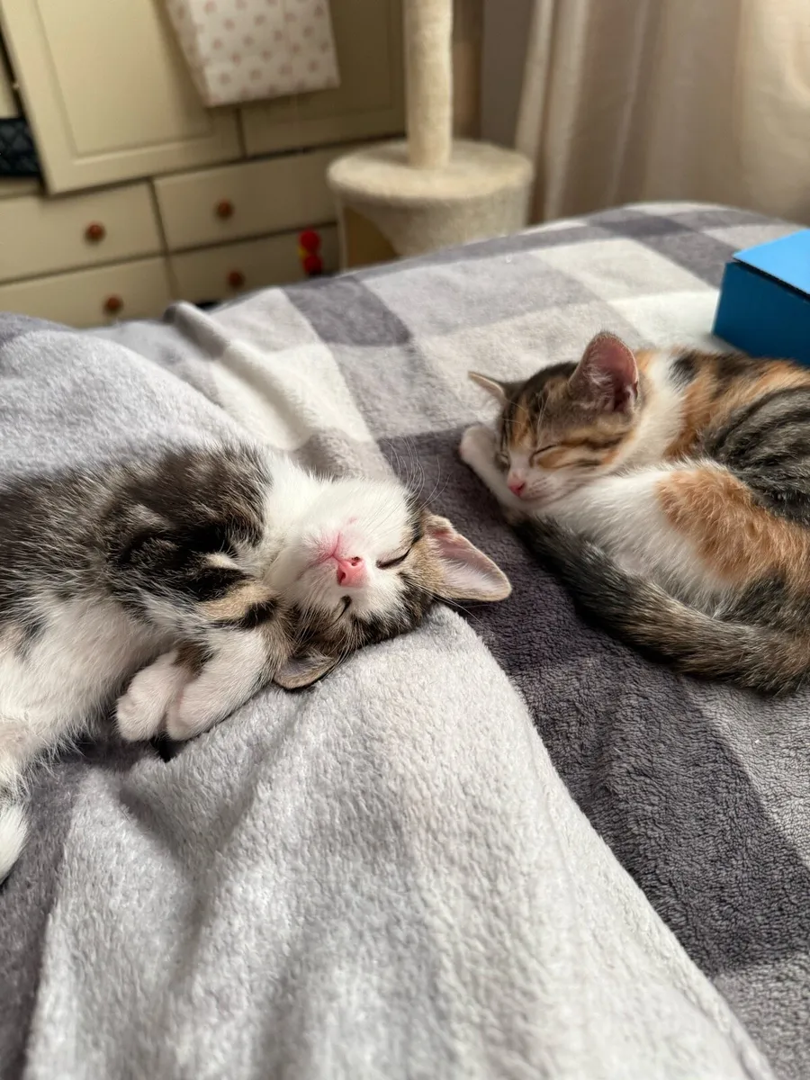 Calico kittens - Image 1