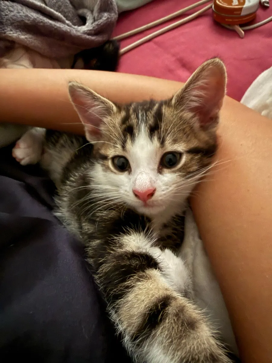Calico kittens - Image 3