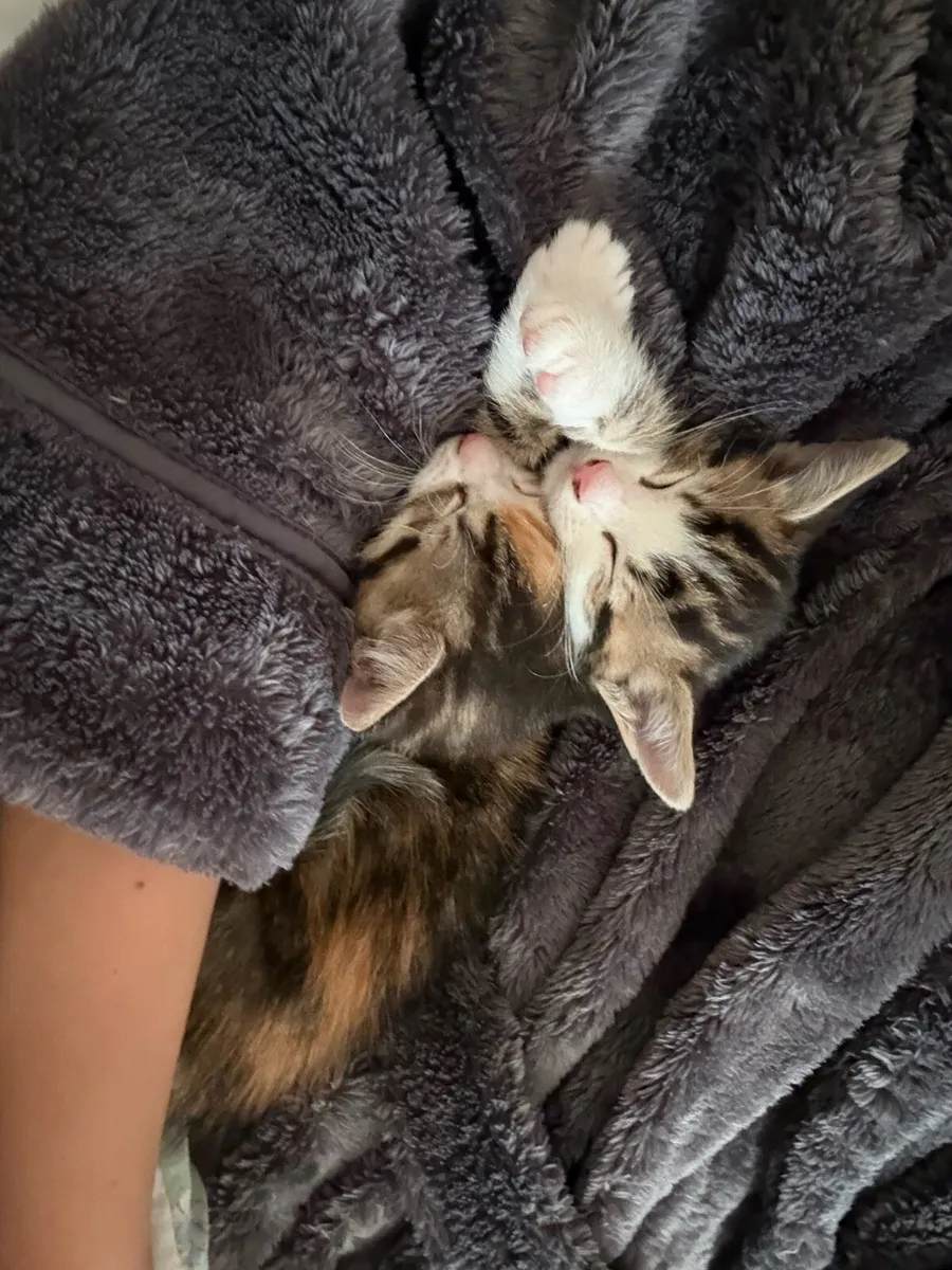 Calico kittens - Image 2
