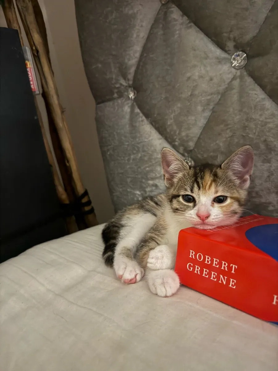 Calico kittens - Image 4
