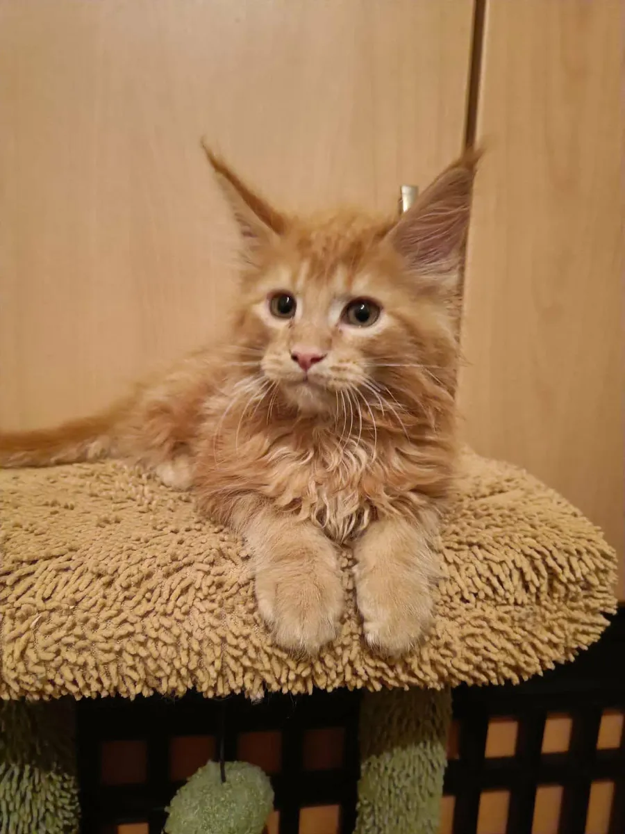 Maine Coon kitten Hugo is for sale   WCF - Image 1