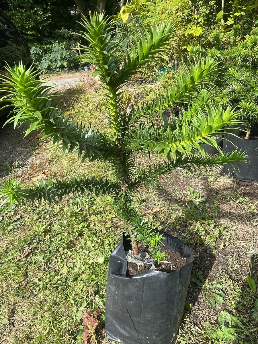 Monkey Puzzle - Image 1
