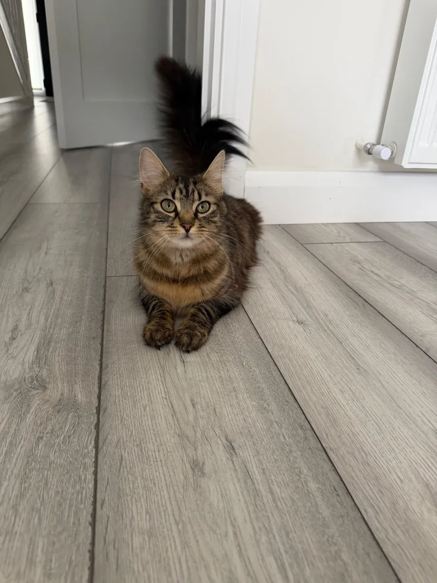 Cat - Image 2