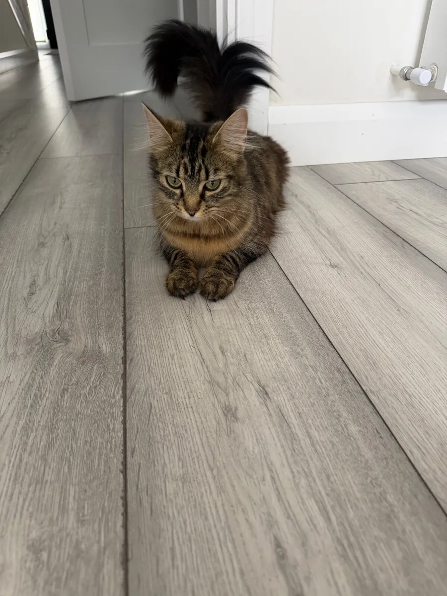 Cat - Image 3