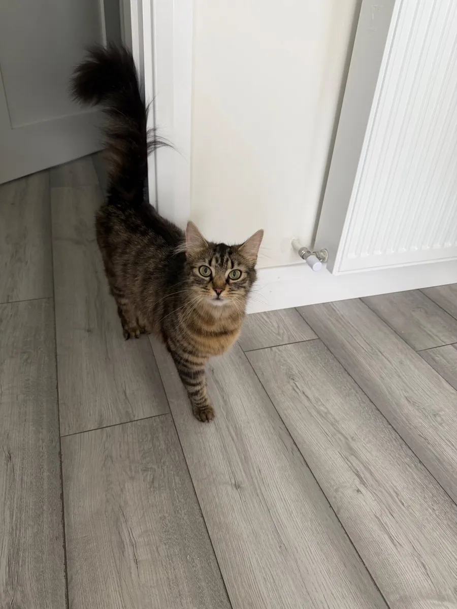 Cat - Image 1