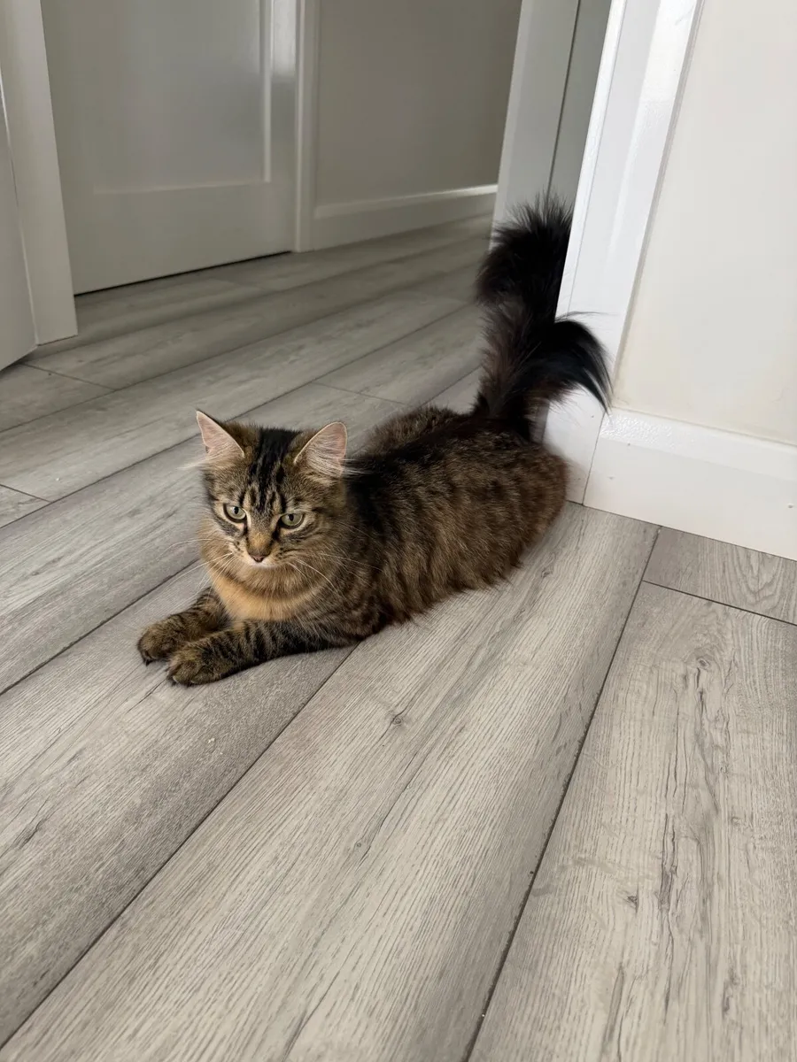 Cat - Image 4