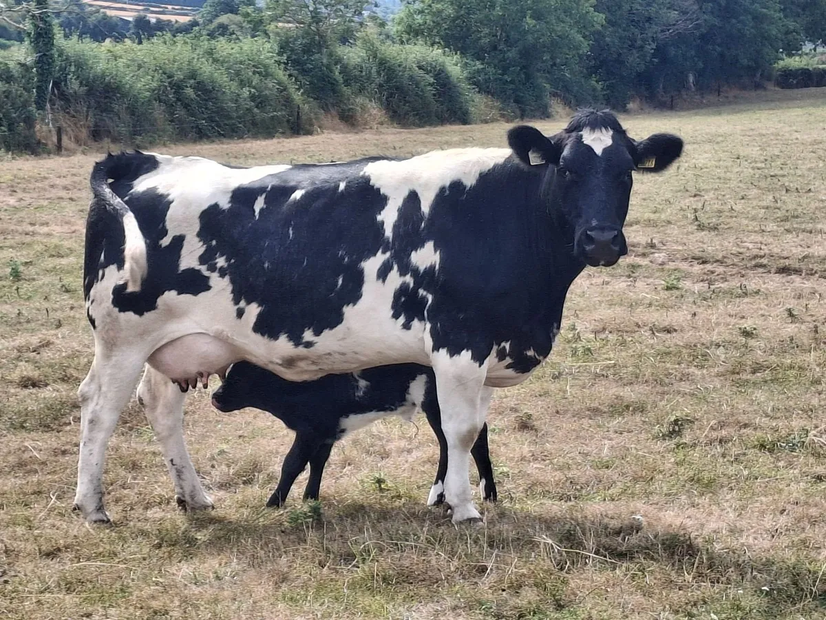 2023 Blue just calved with blue heifer - Image 4