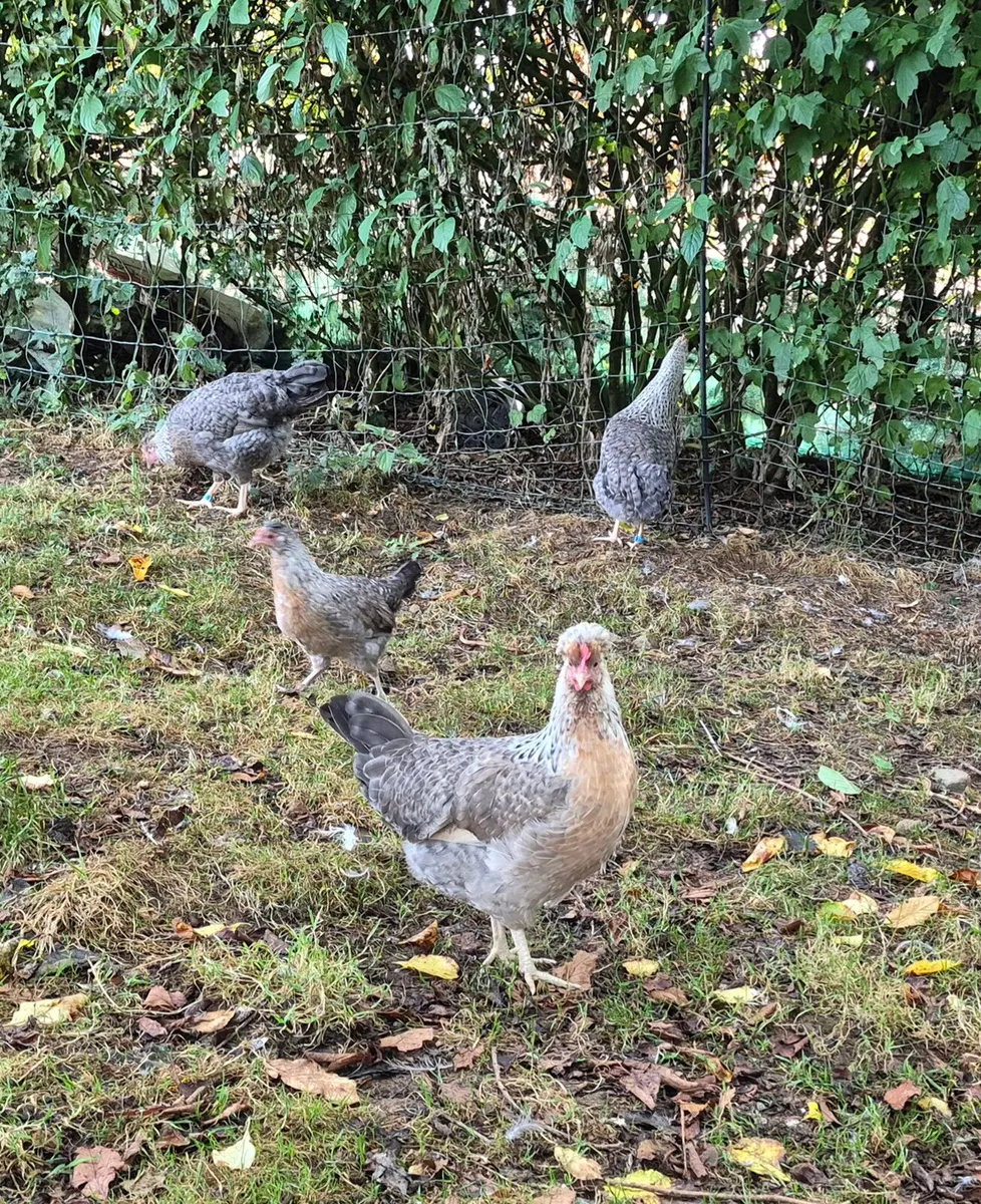 Cream Crested Legbar pullets and roosters - Image 1