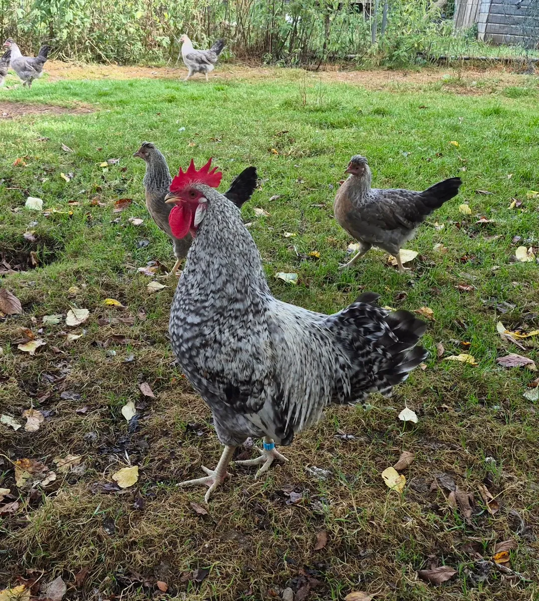 Cream Crested Legbar pullets and roosters - Image 2