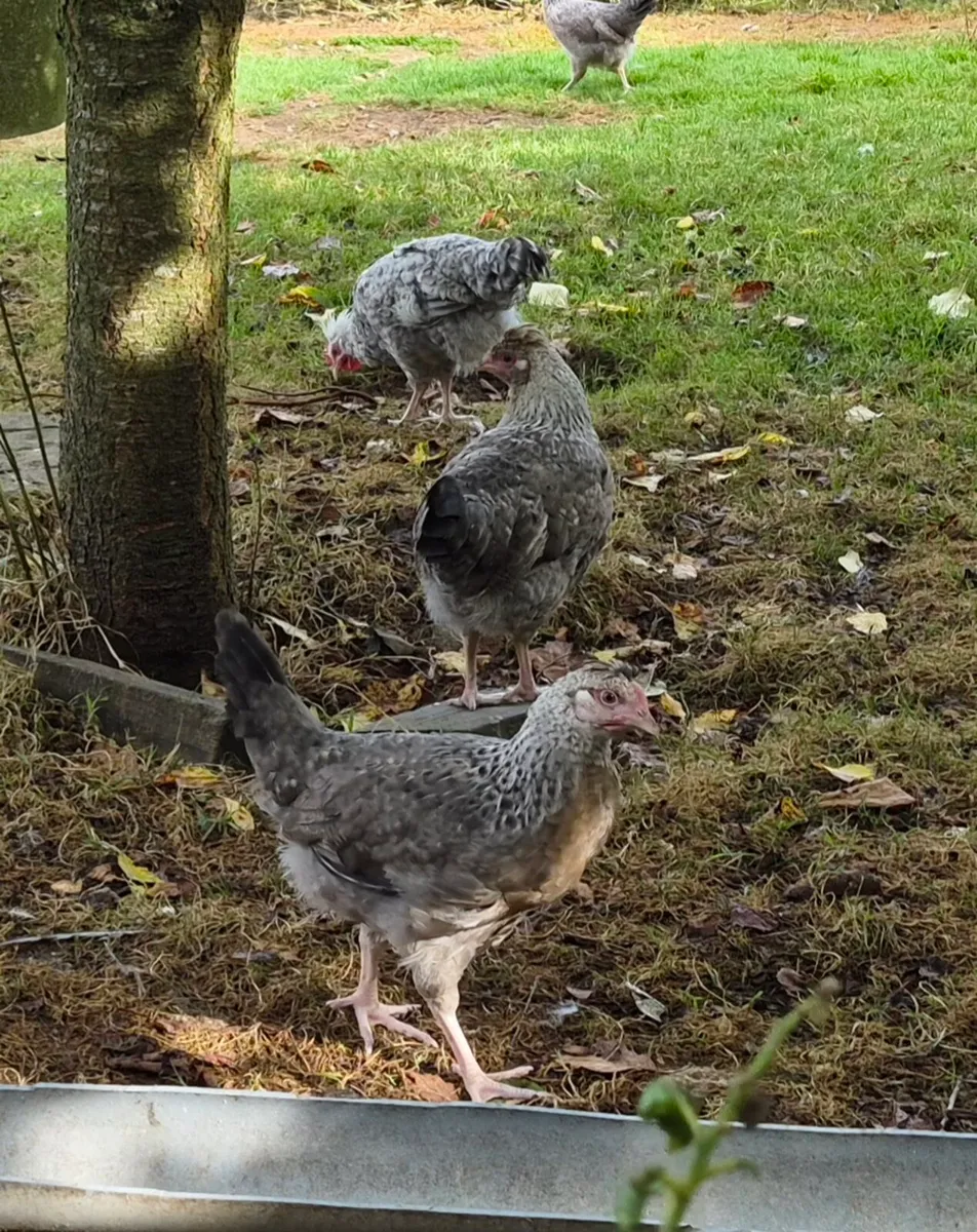 Cream Crested Legbar pullets and roosters - Image 3