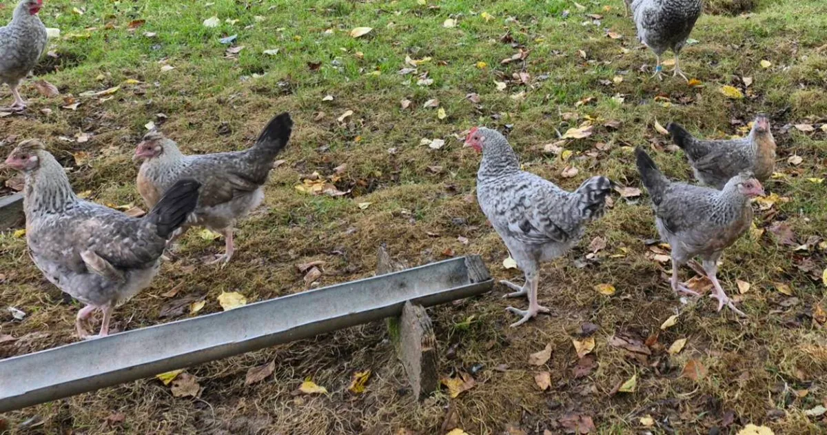 Cream Crested Legbar pullets and roosters - Image 4