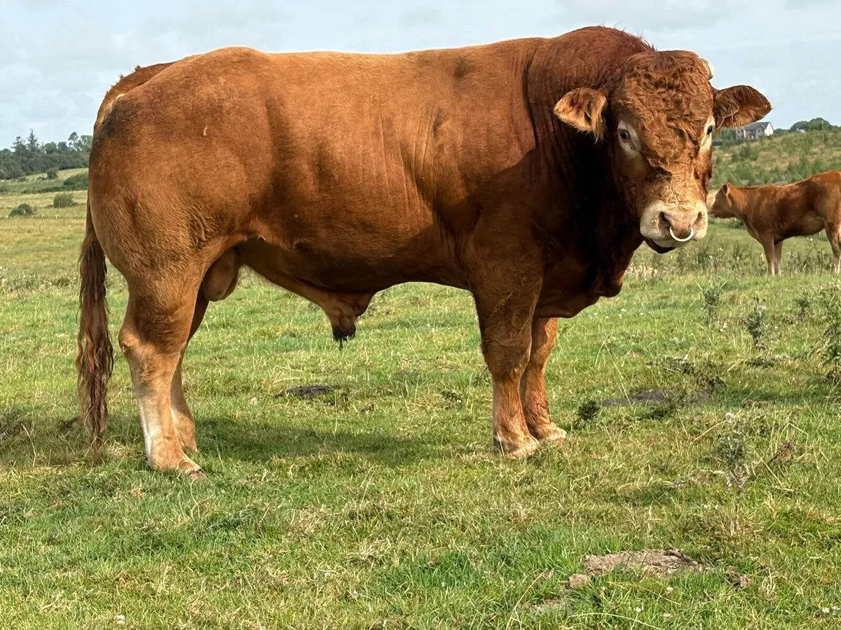 3.5 year old Purebred limousine stock bull - Image 2