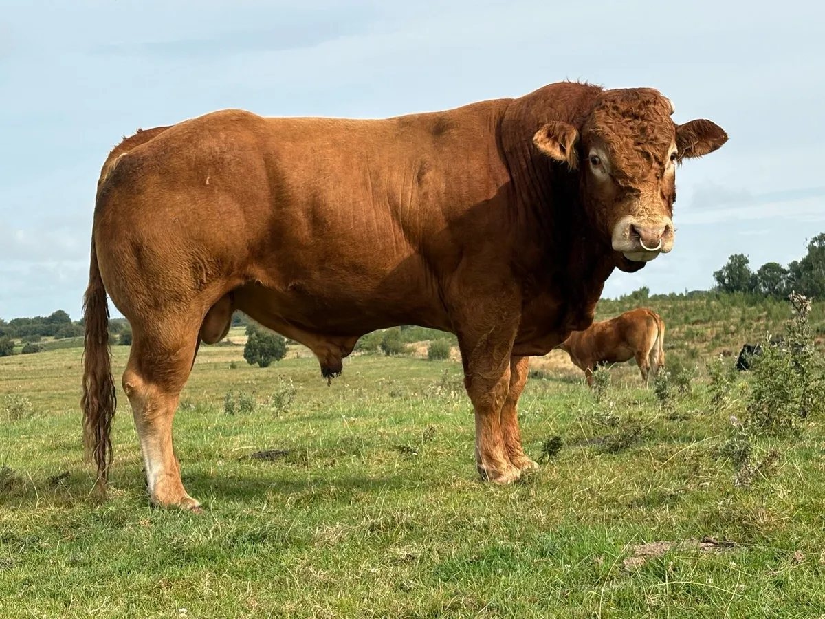 3.5 year old Purebred limousine stock bull - Image 3