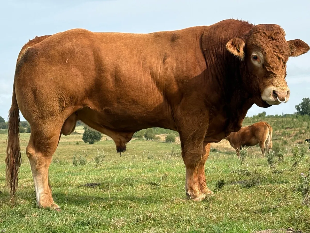 3.5 year old Purebred limousine stock bull - Image 4