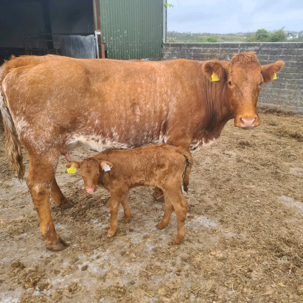 Cow and Calf