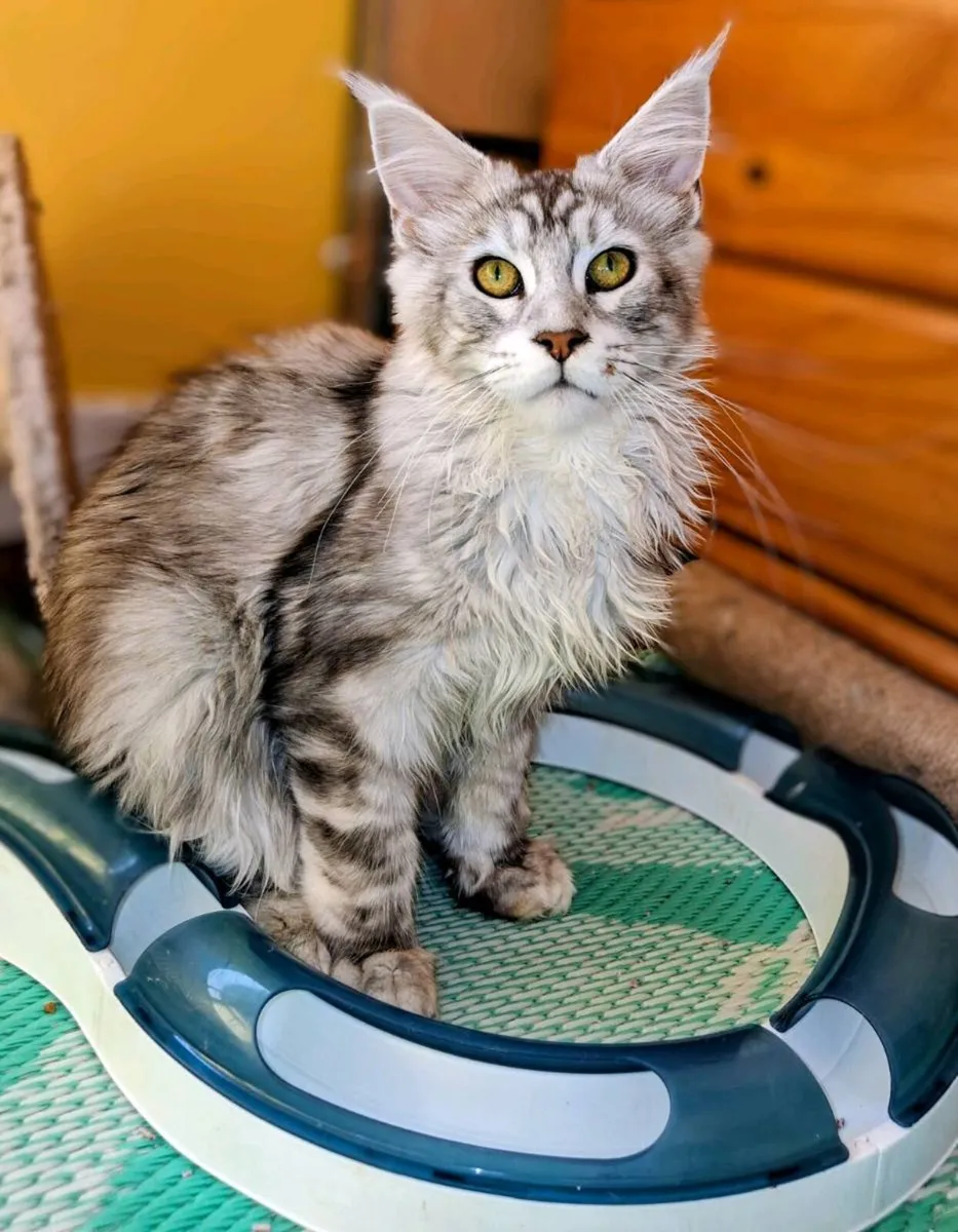 Absolutly stunning Maine Coon - Image 4