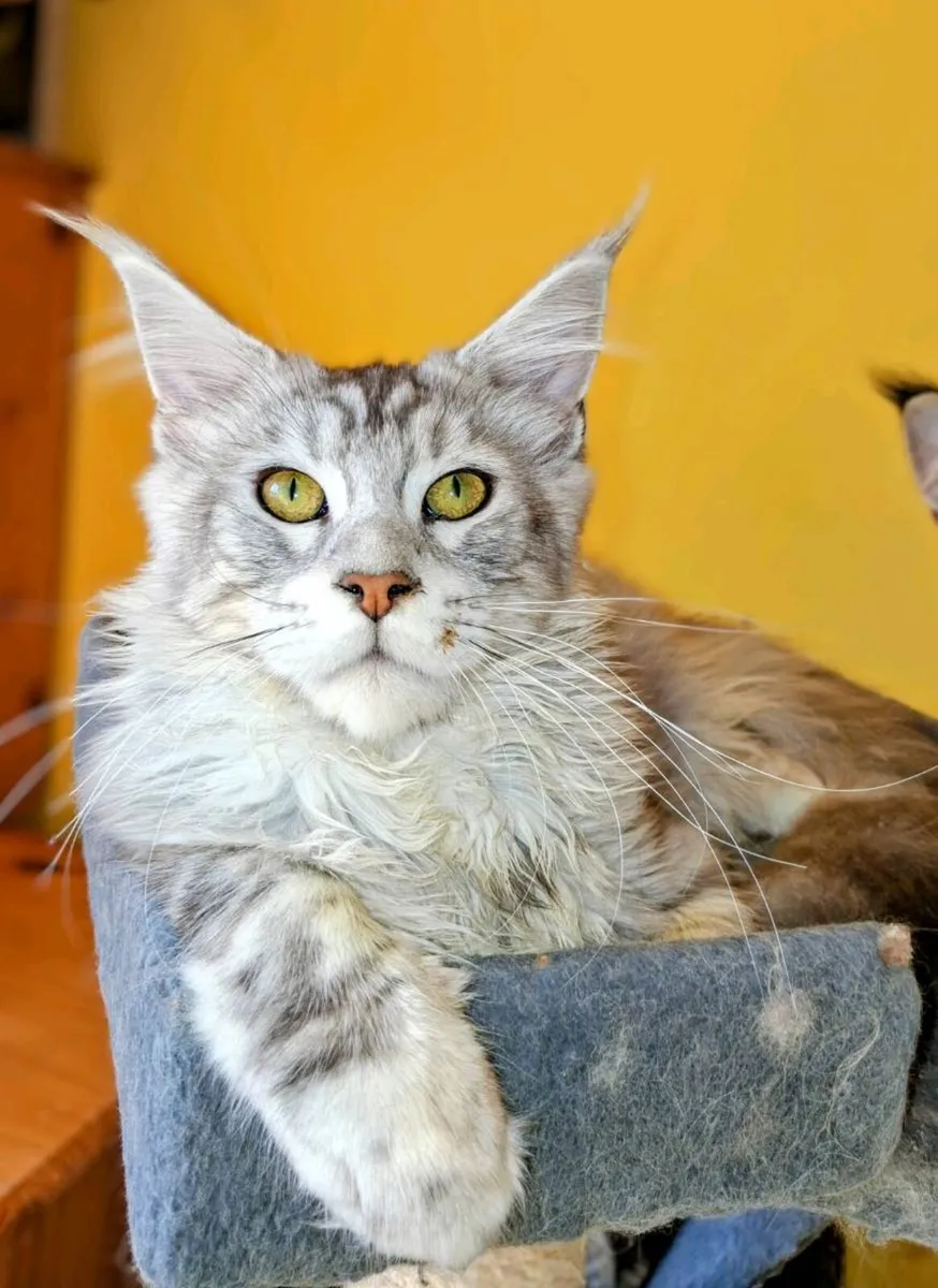 Absolutly stunning Maine Coon - Image 1