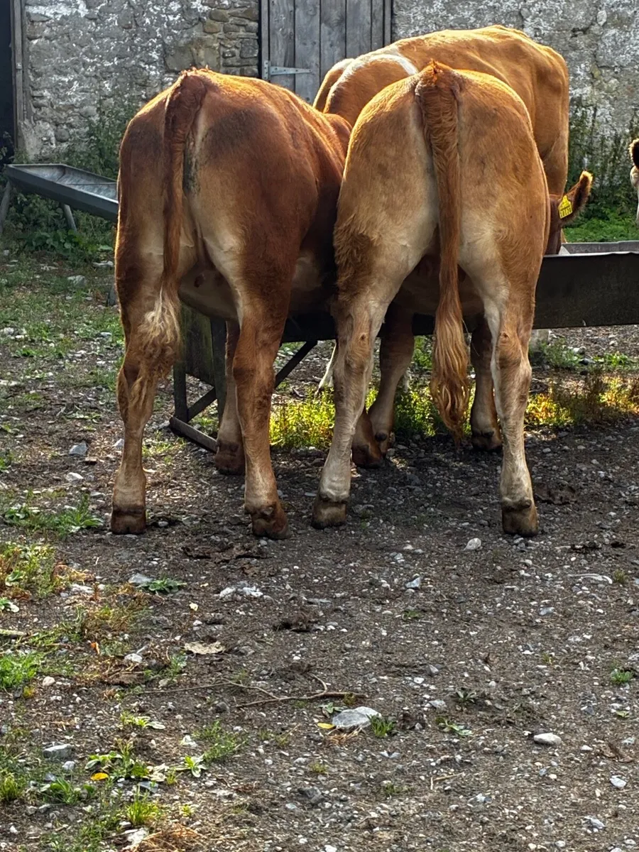 Organic heifers- - Image 4
