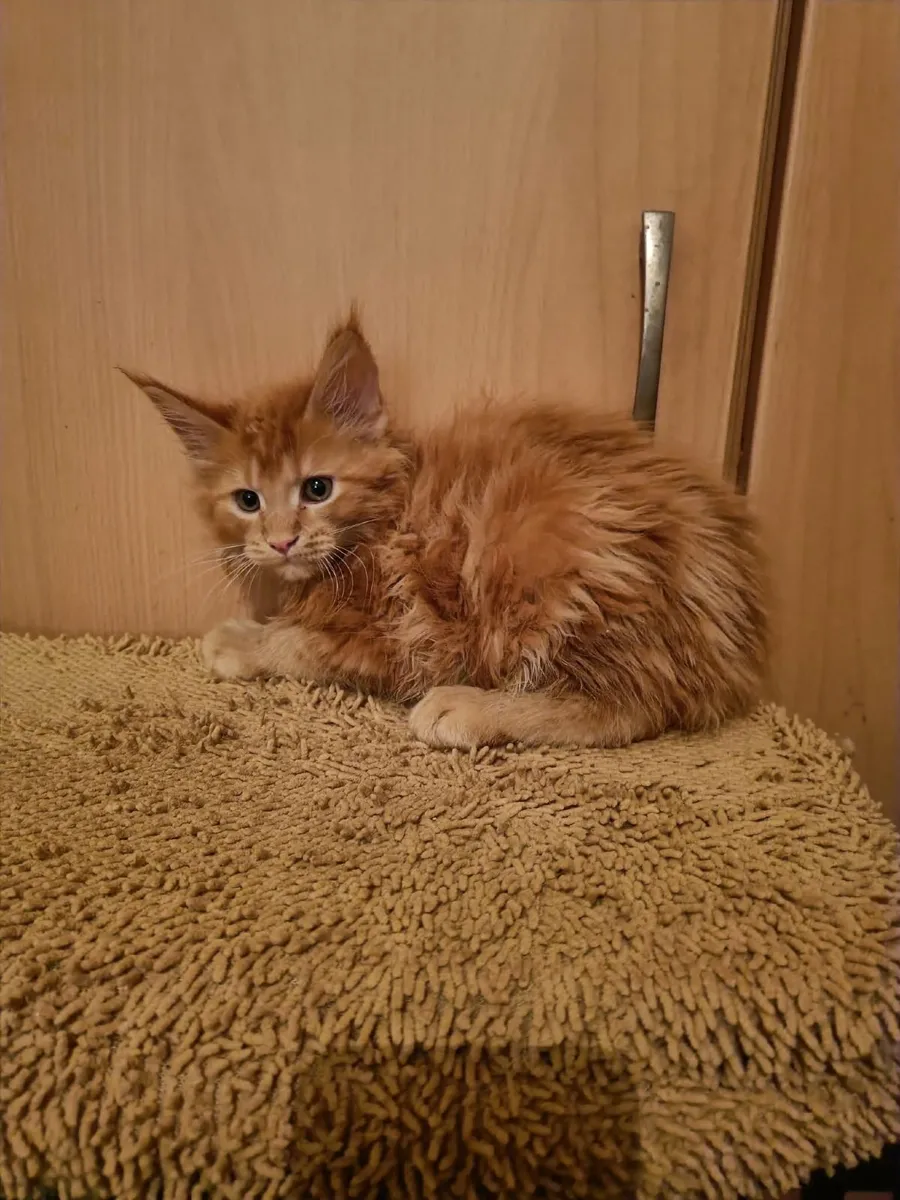Maine Coon kitten Hugo is for sale   WCF - Image 2