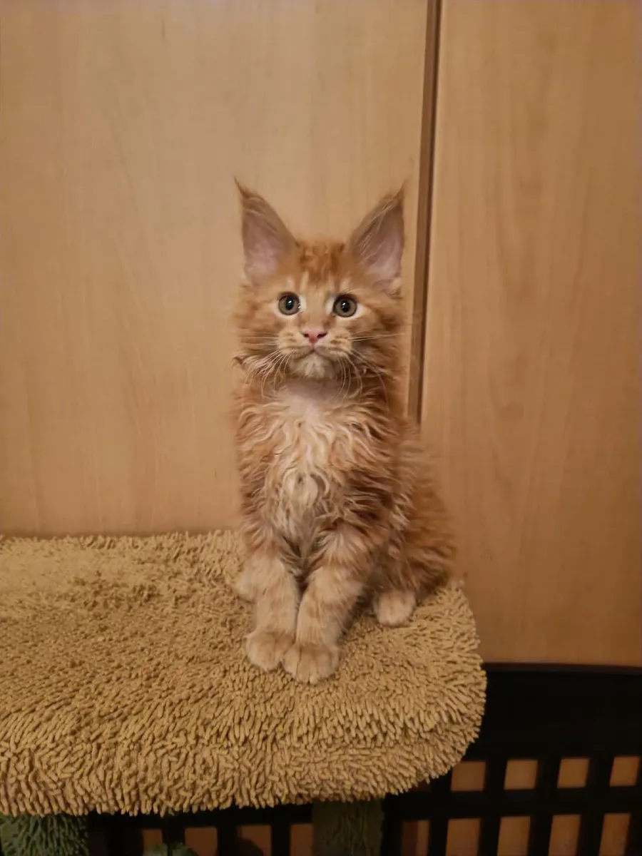 Maine Coon kitten Hugo is for sale   WCF - Image 3
